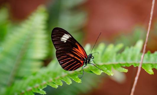 蝴蝶 法国在线观看,在线欣赏蝴蝶之美
